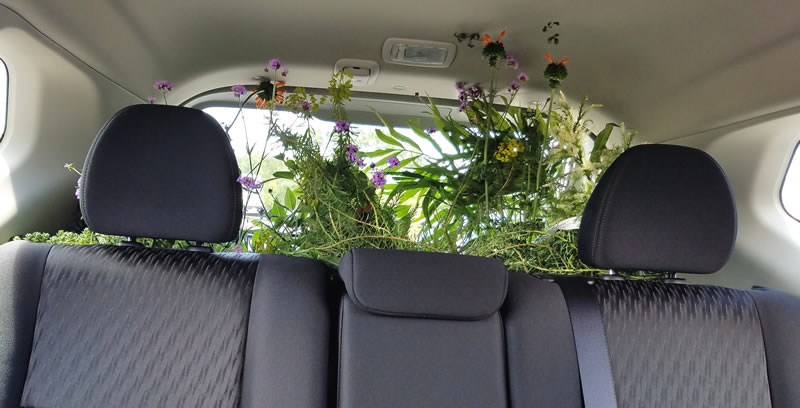 Looking to car backseat from inside, plants in the far back