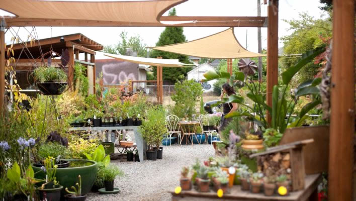 Interior of Thicket Nursery, nicely arranged plants and outdoor furniture