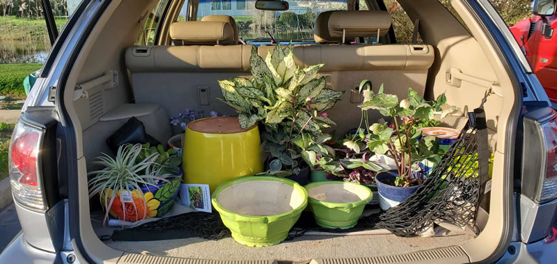 Cargo space of a car with plants and colorful pots