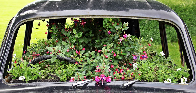 Old car frame, no glass in windows, filled with blossoming fuchsia plants.