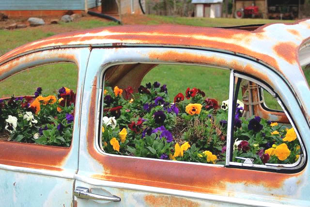 Rusted out car with pansies growing inside