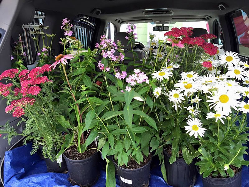 Load of various plants inside cargo area of an SUV