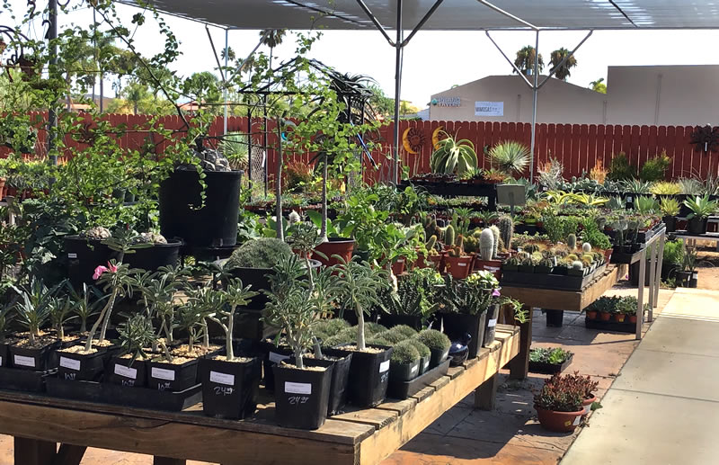 Outdoor nursery view, large variety of succulents