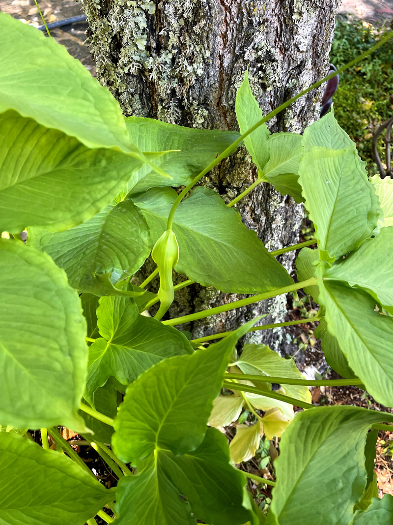 Green leaved plant up close