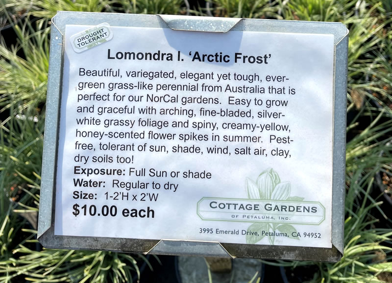 Nursery sign giving details about Lomandra Arctic Frost
