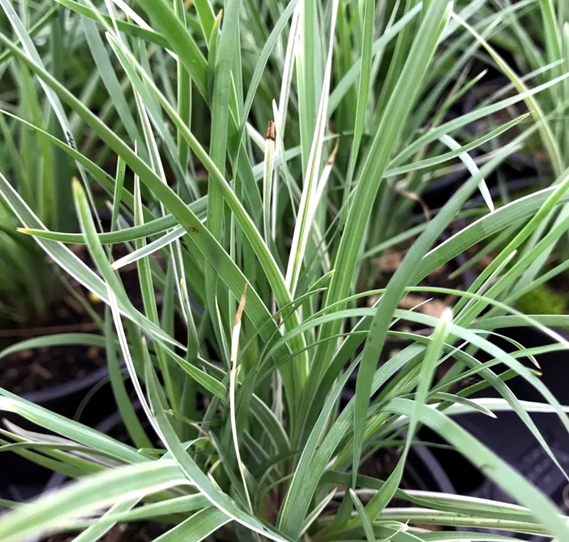 Grass leaves of Lomandra Arctic Frost