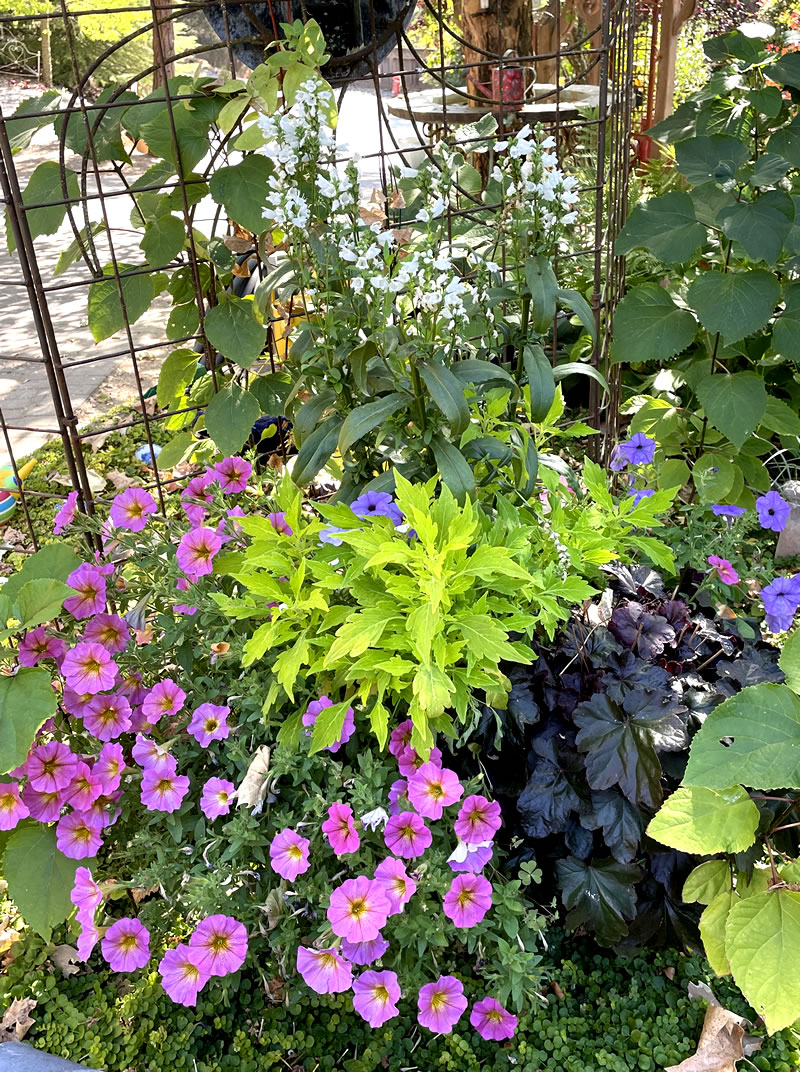 Container planting with pink flowers, bright green foiliage