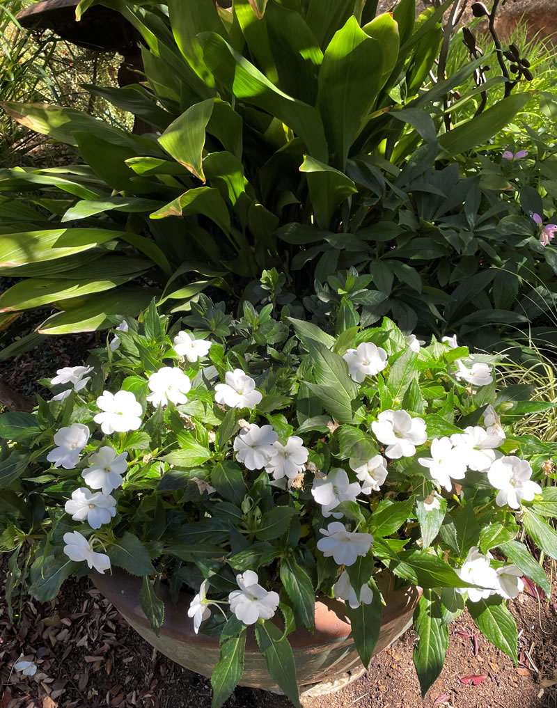 White flowered impatiens in a garden setting