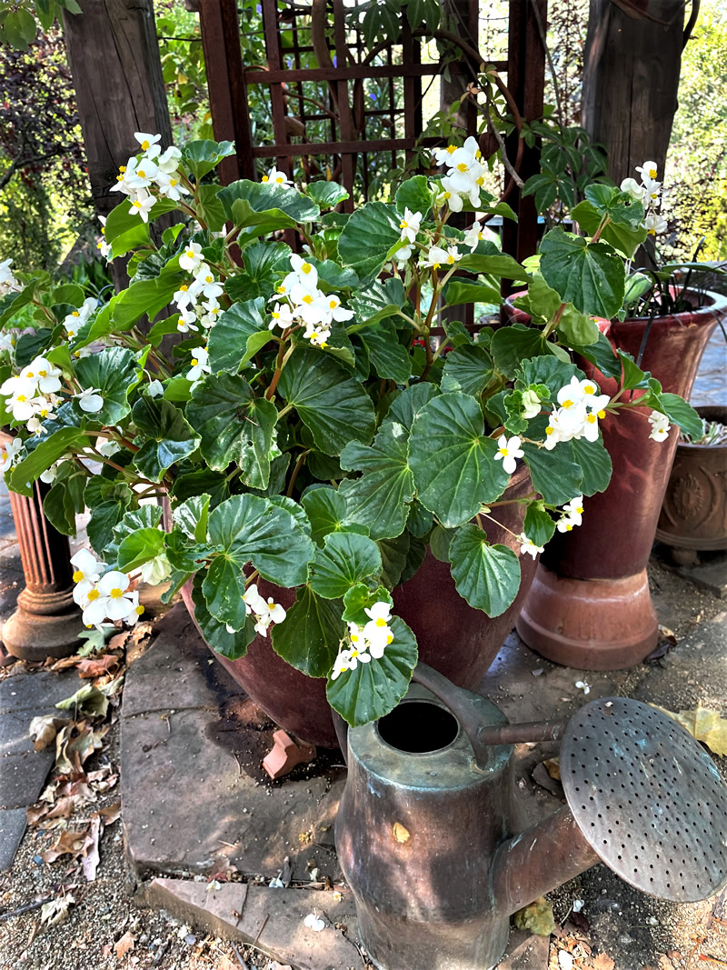 White flowered begonia, dark green leaves in a brown round pot