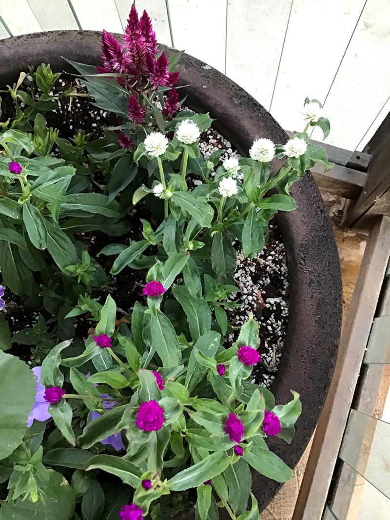 Immature plants with white and dark pink "button" flowers.