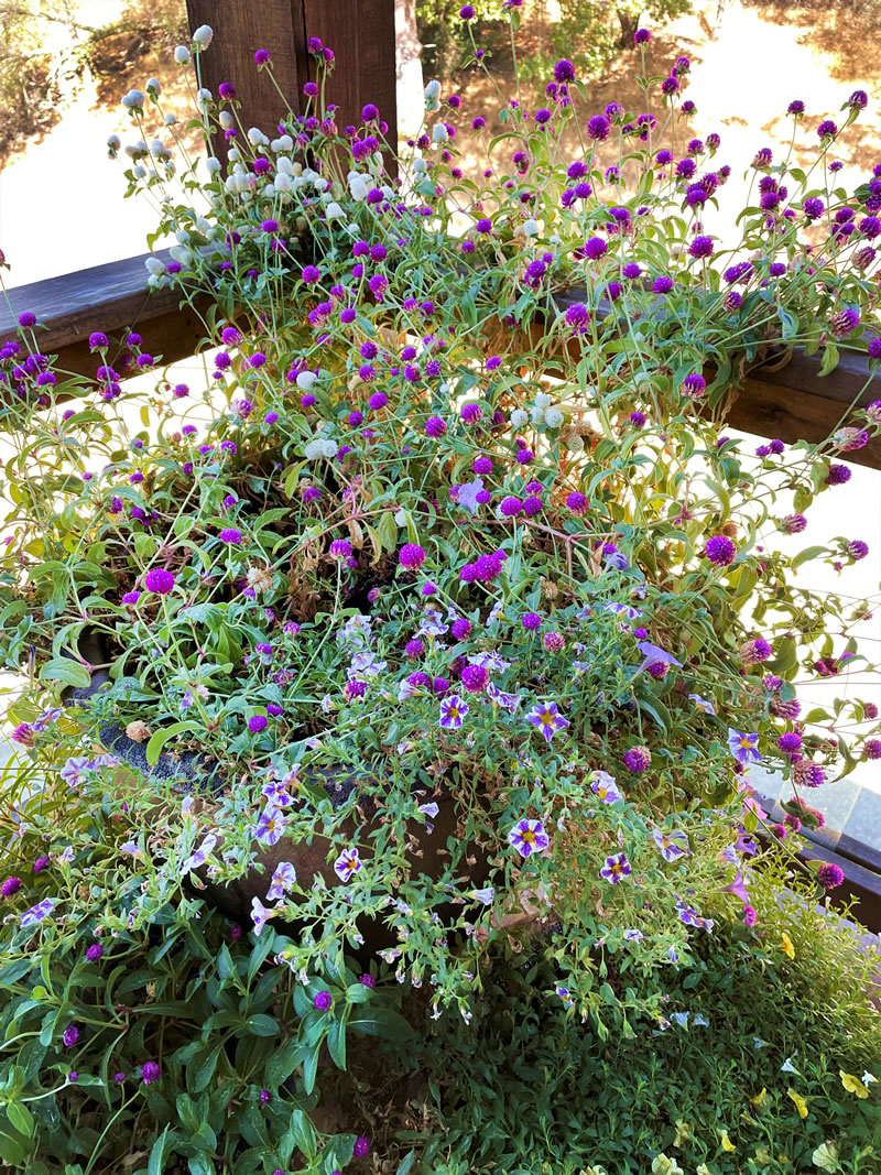 Mature Gomphrena plants bushy and covered with blooms