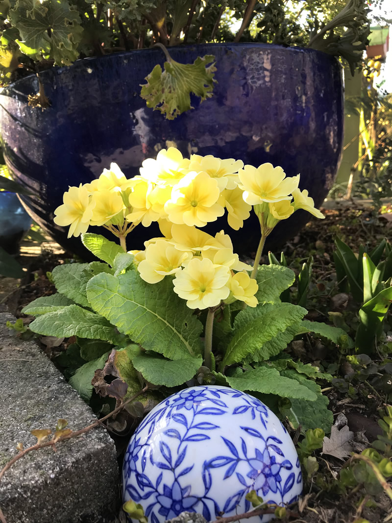 Yellow flowering Primrose growing in the ground in front of a large blue container.