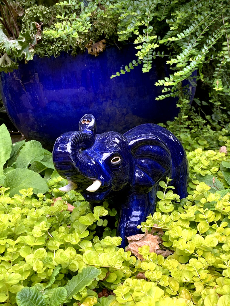 Yellow-green ground cover, small blue elephant garden art, in front of large blue container.