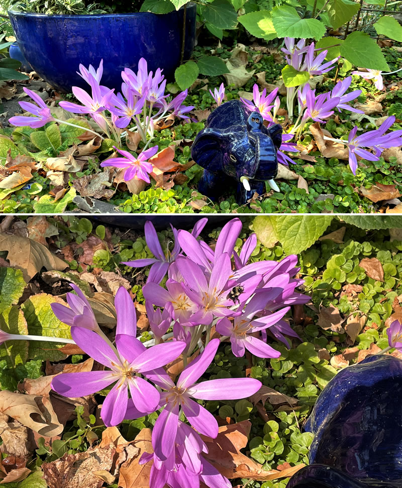 Pink crocus flowers surround the blue elephant in front of the large blue container.