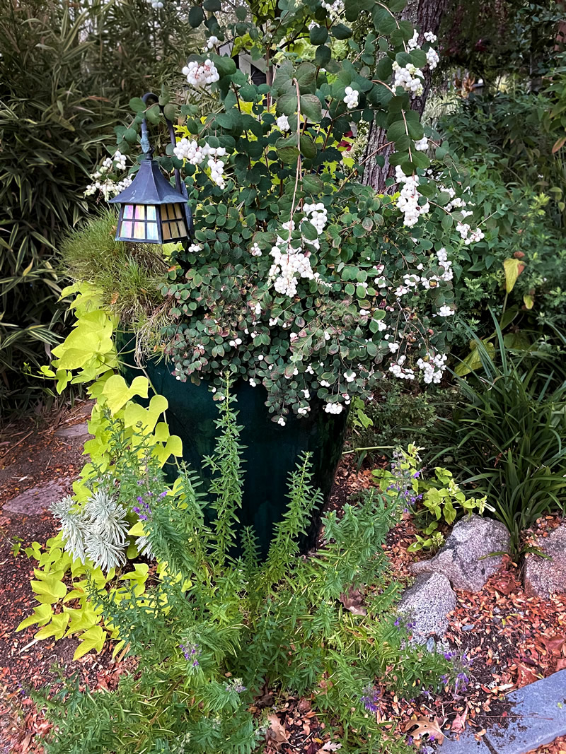 Large green container with flowering plants, light green ivy.