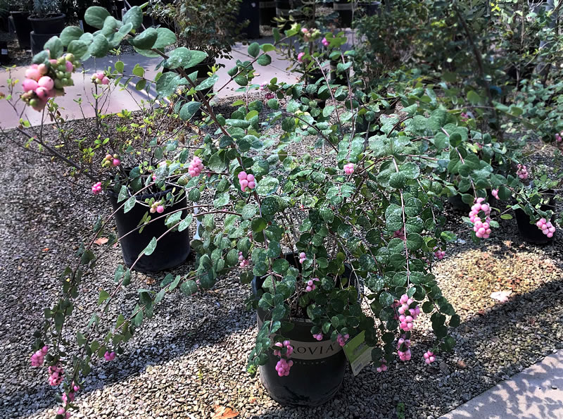 Pink flowering plant in black nursery pot.