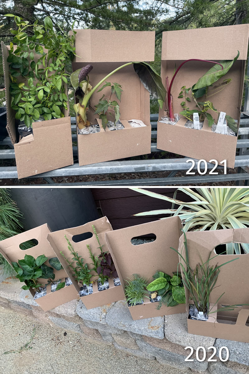 Healthy green plants in cardboard shipping containers