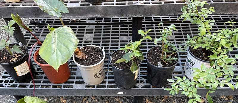 Plants in pots on an elevated rack