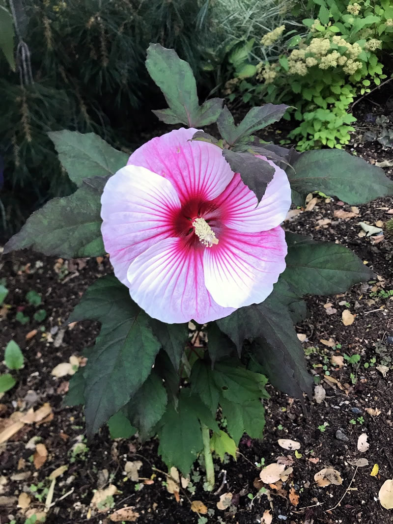 Large pink hibiscus flower against dark green foliage