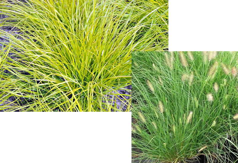 Fountain Grasses, one yellow-green leaves, one green with feathery blossoms