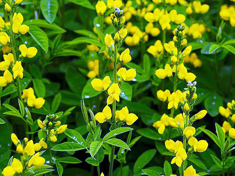 Green plant with loose towers of yellow flowers
