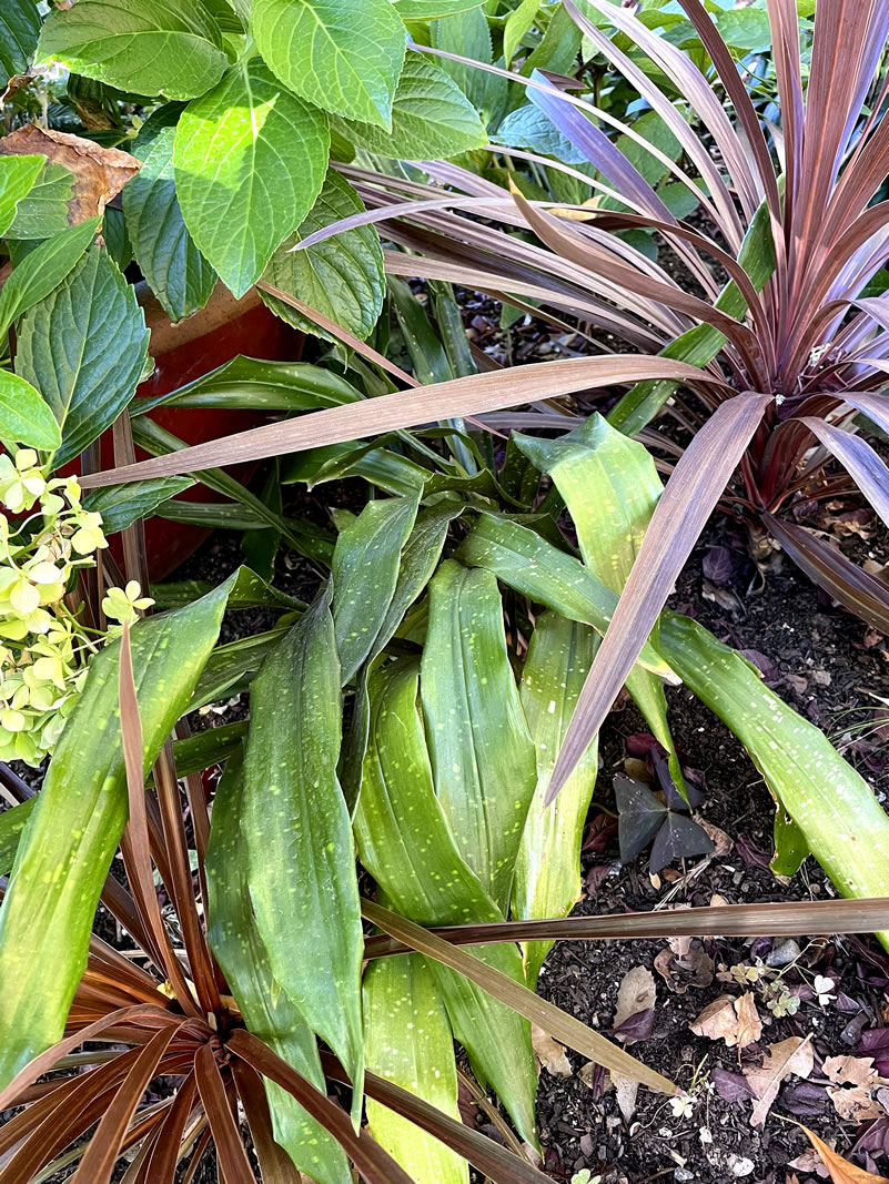 Strappy-leaved plant in garden setting. 