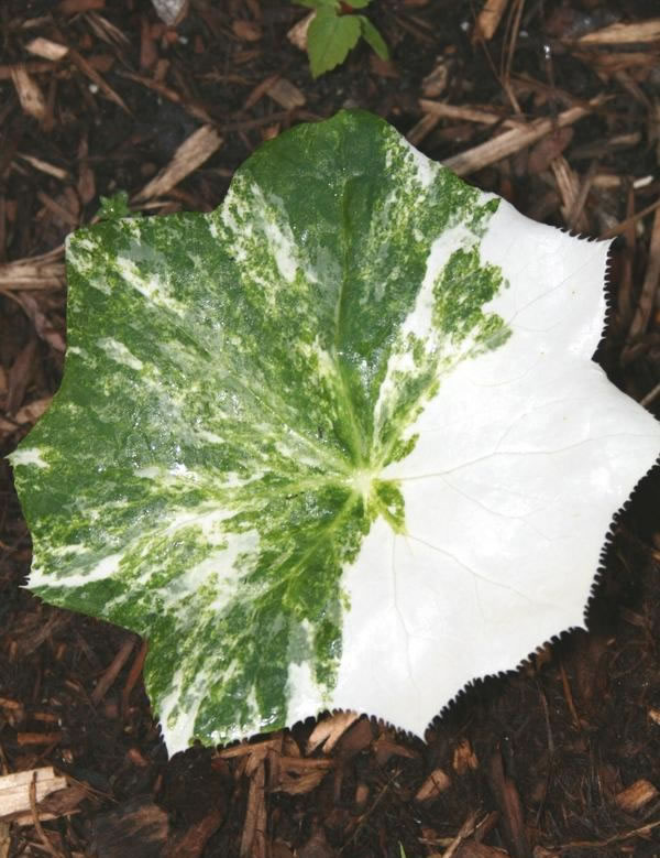 Large round variegated leaf, one half green and white, the other half white.