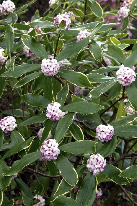 Daphne plant, green leaves, slight yellow edges, clusters of pink blossoms.