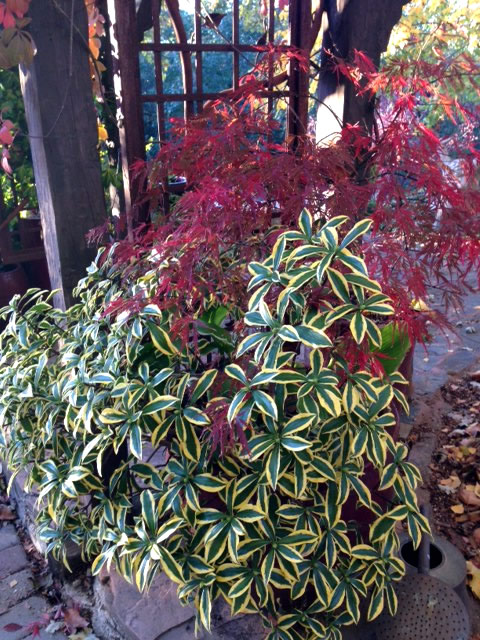 Variegated Daphne in a container with rust-red leaves of a dwarf maple.
