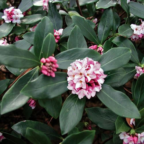 Daphne with solid green leaves and puffs of pink blossoms.
