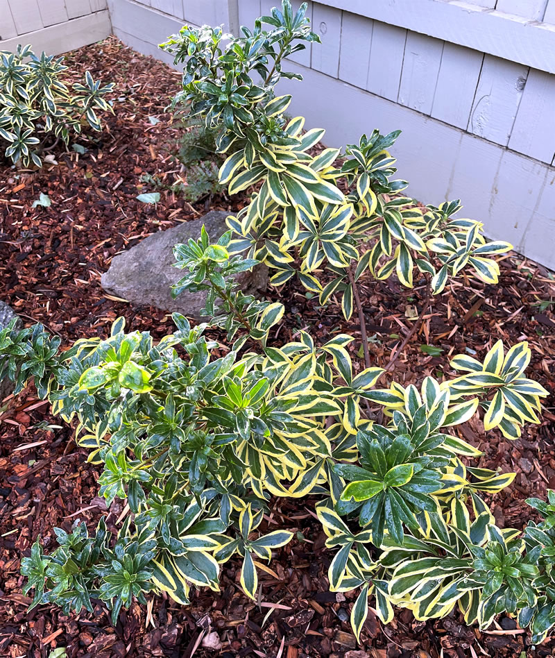 Daphne in a garden setting, variegated leaves plus some odd-shaped branches with darker leaves as if from a different plant.