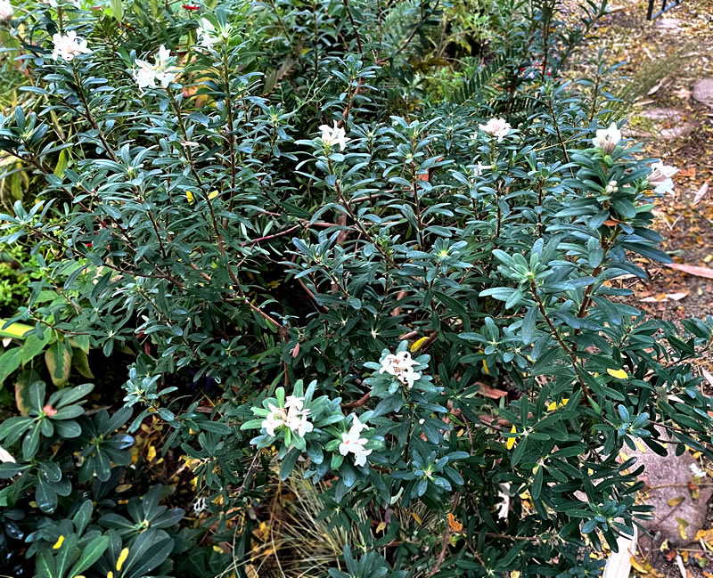 Daphne in garden, solid leaves, a few white blossoms.