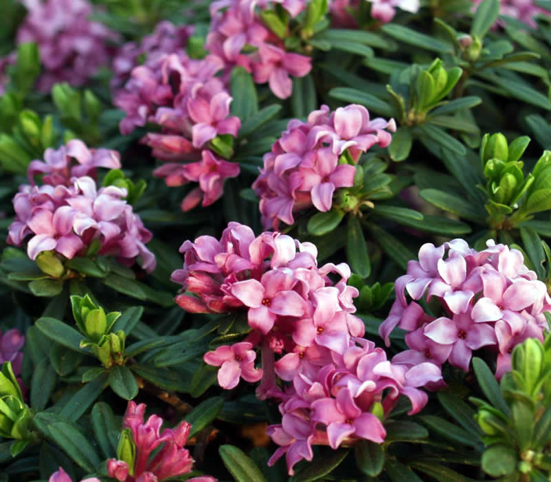 Closeup of darker pink flowers against solid green foliage.