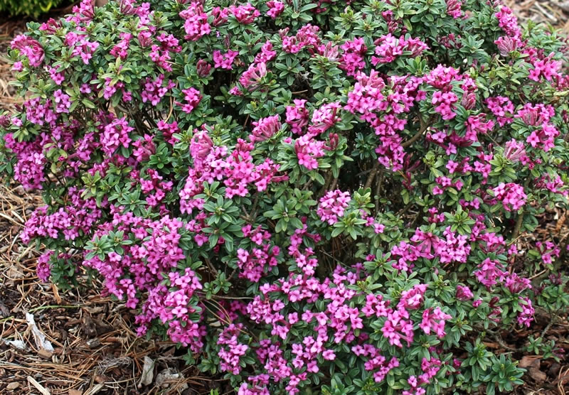 Daphne plant, solid leaves, many blossoms of intense pink