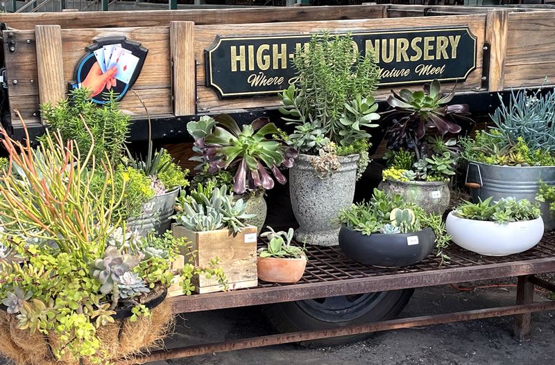Nursery display of various succulents.