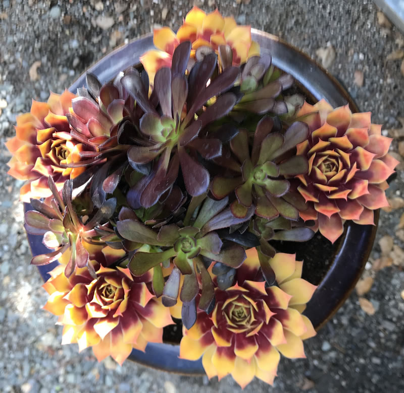 Orange succulents surrounding green succulents in a round container.