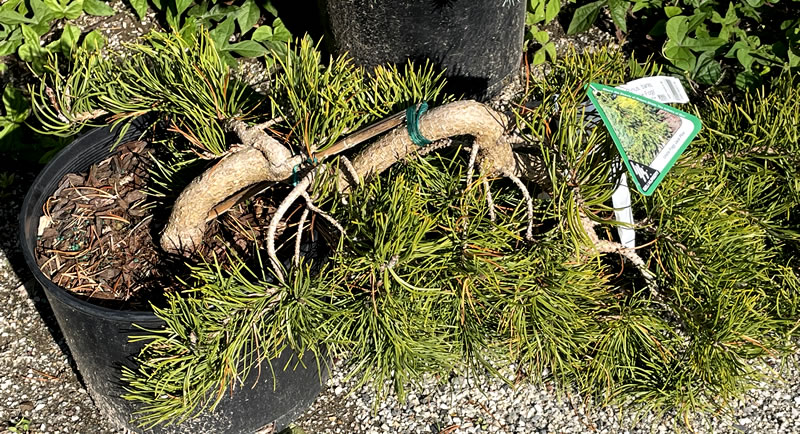 Low growing pine growing over its pot edge and along the ground.