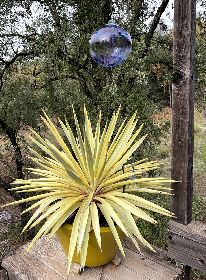 Outdoor scene with potted yucca and glass orb hanging above.