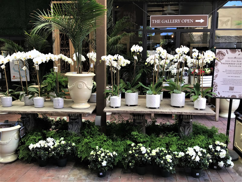 Display of white orchids growing in white pots