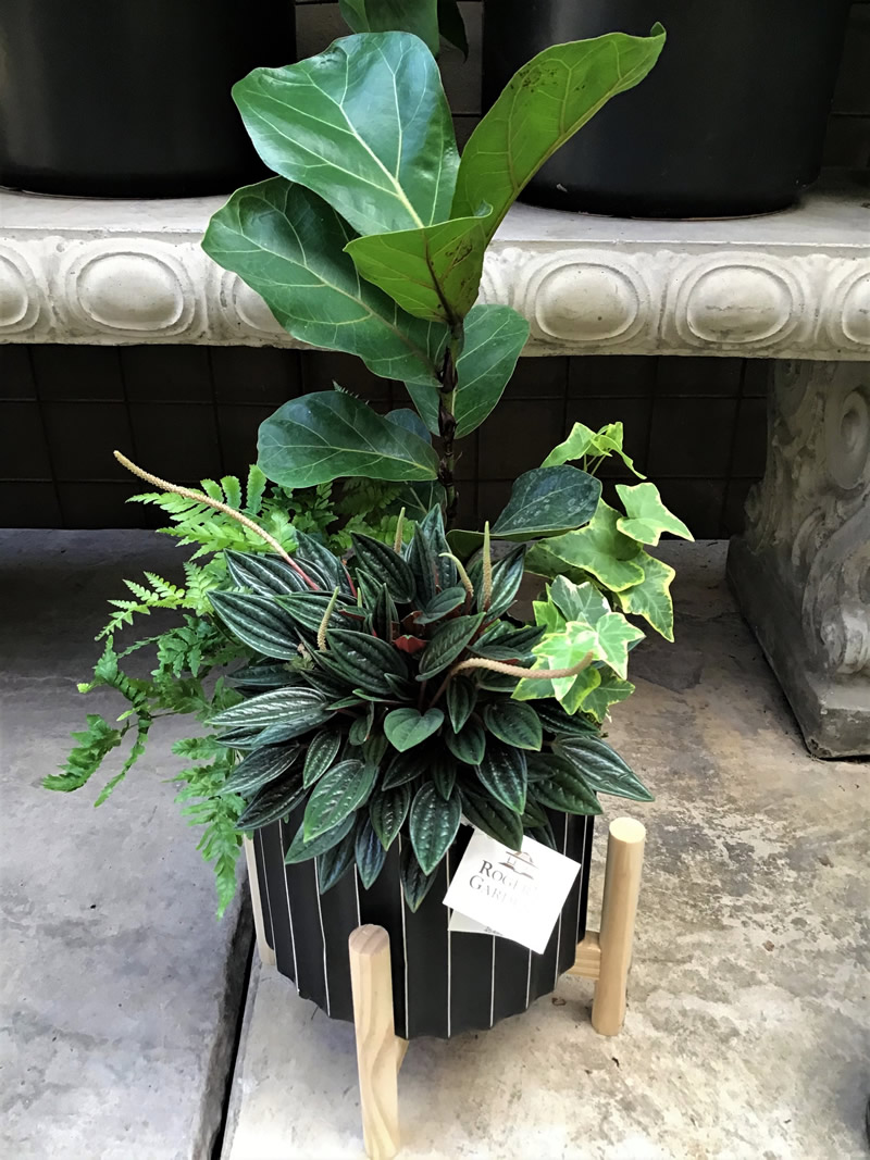 Houseplant grouping in a single pot