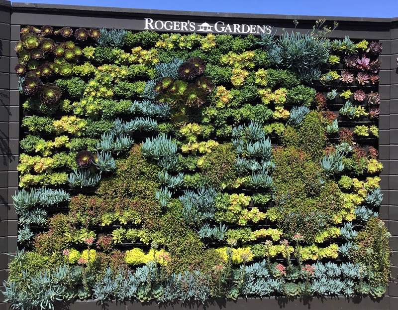 Dozens of succulents growing on a wall arrangement