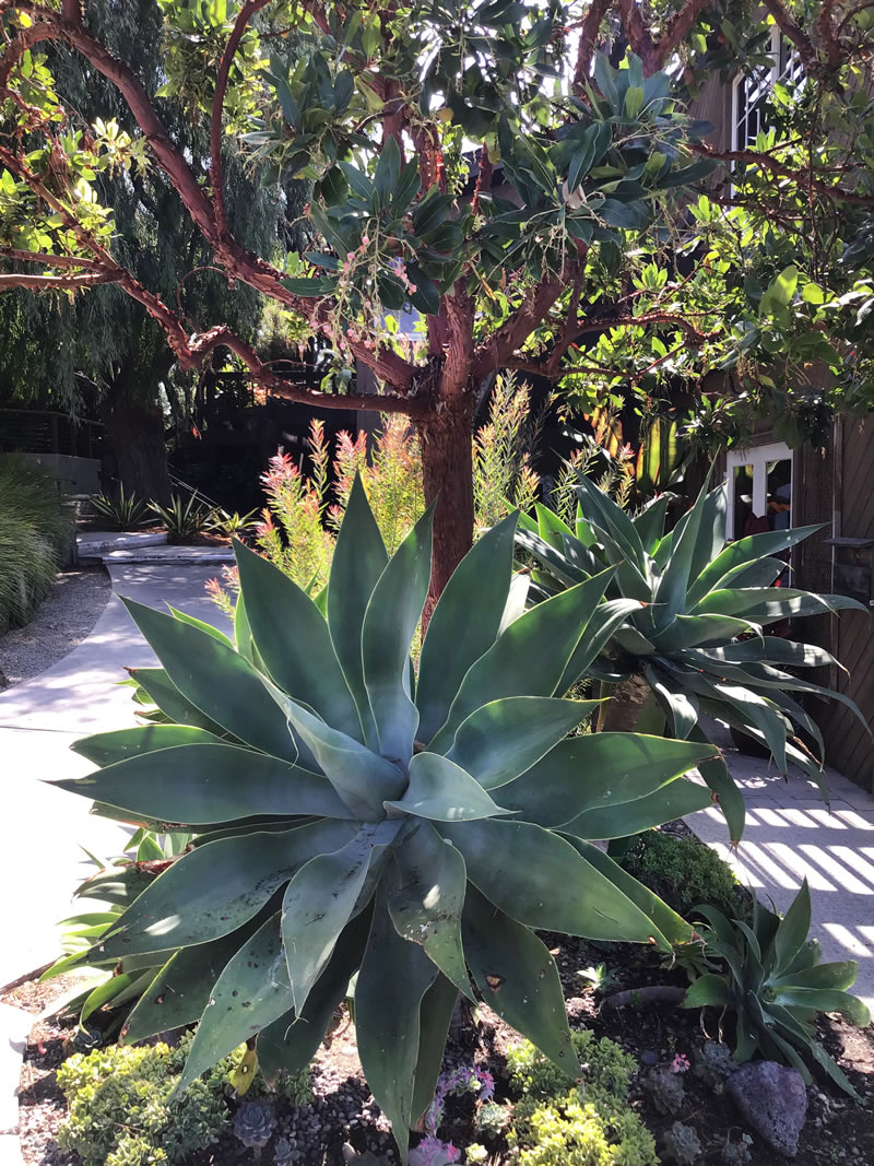 Large agave cactus with smaller plants and a tree
