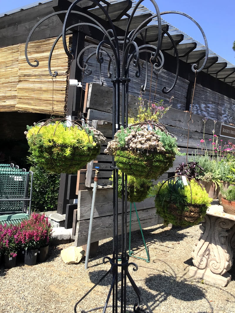 Tall wrought-iron umbrella-shaped holder with hanging potted plants