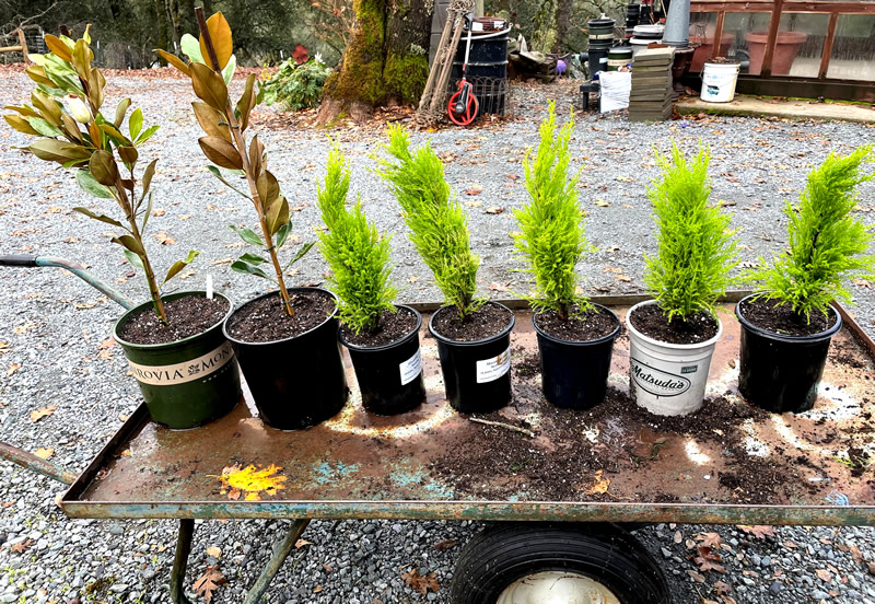 Lemon Cypresses minus red ribbons, potted up alongside 2 small magnolia trees.
