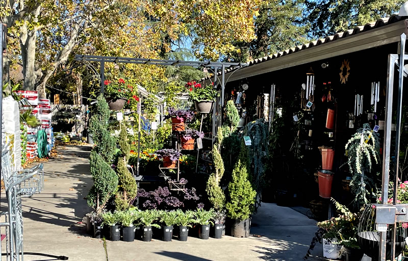 Nursery interior, outside, various potted plants displayed under sunny skies