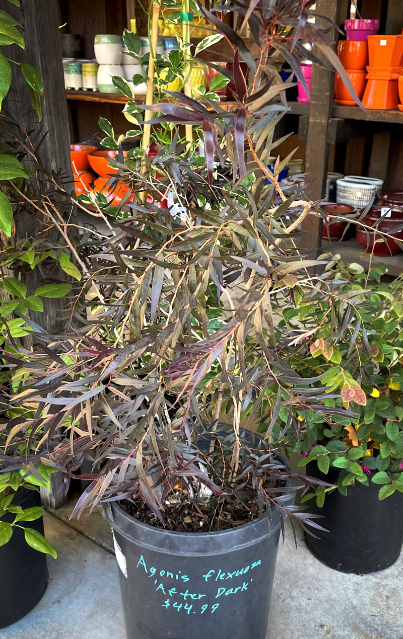 Potted small shrub, Agonis flexuosa with narrow leaves