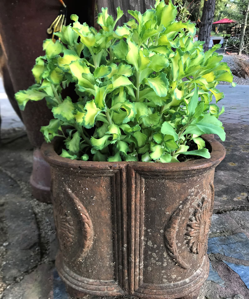 Frilly leafed green succulent in brown metal planter featuring raised design work.