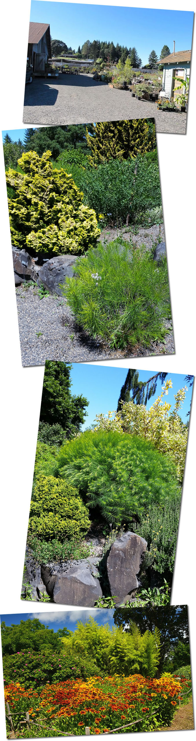 Set of photos showing garden scenes.